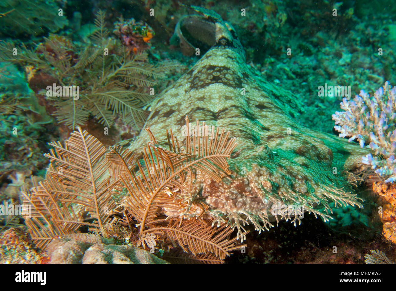 Wobbegong Seltene Teppich Hai In Indonesien Auf Dem Schwarzen