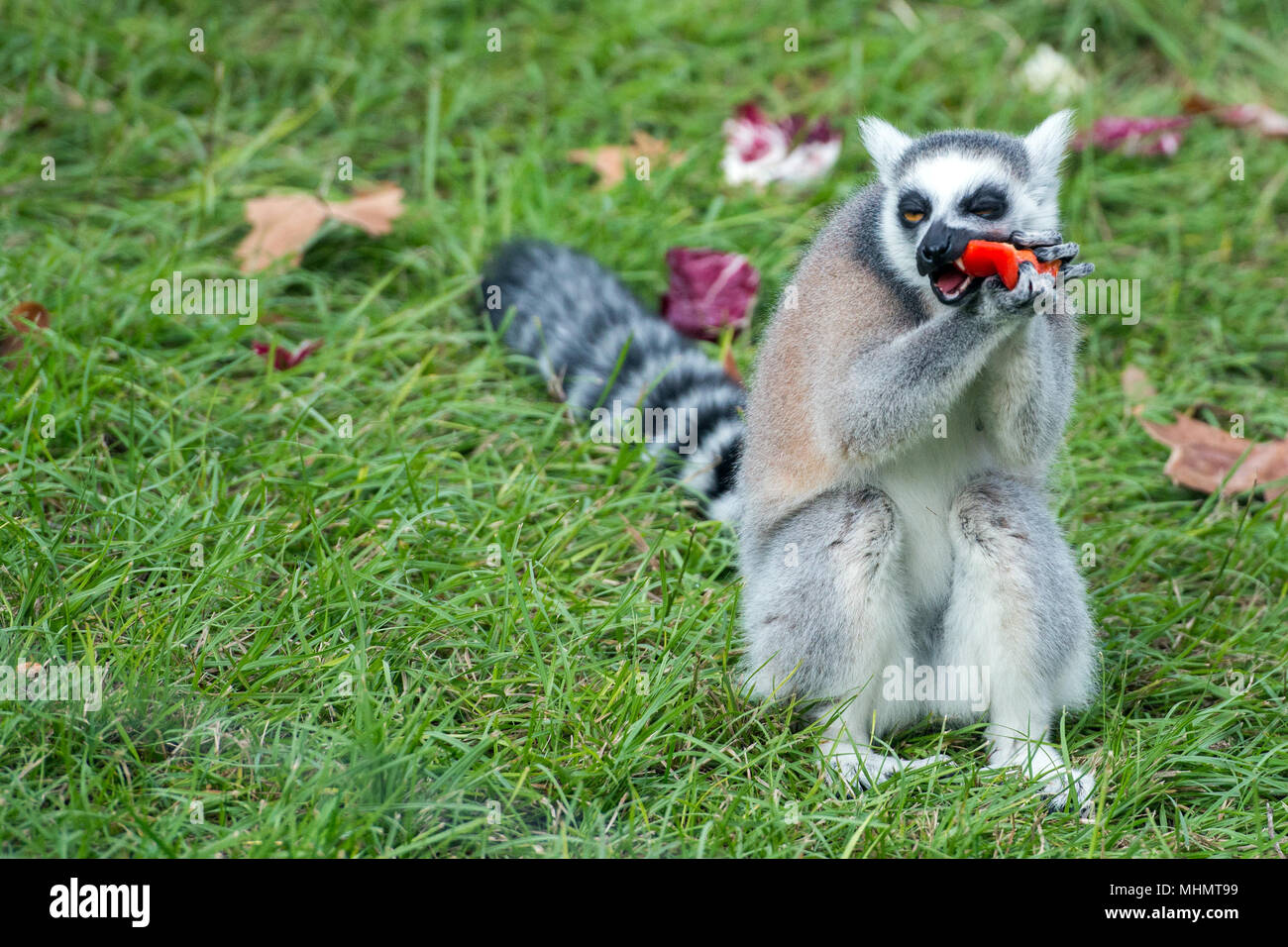 Lemur monkey Nahaufnahme portrait beim Essen Red Pepper Stockfoto