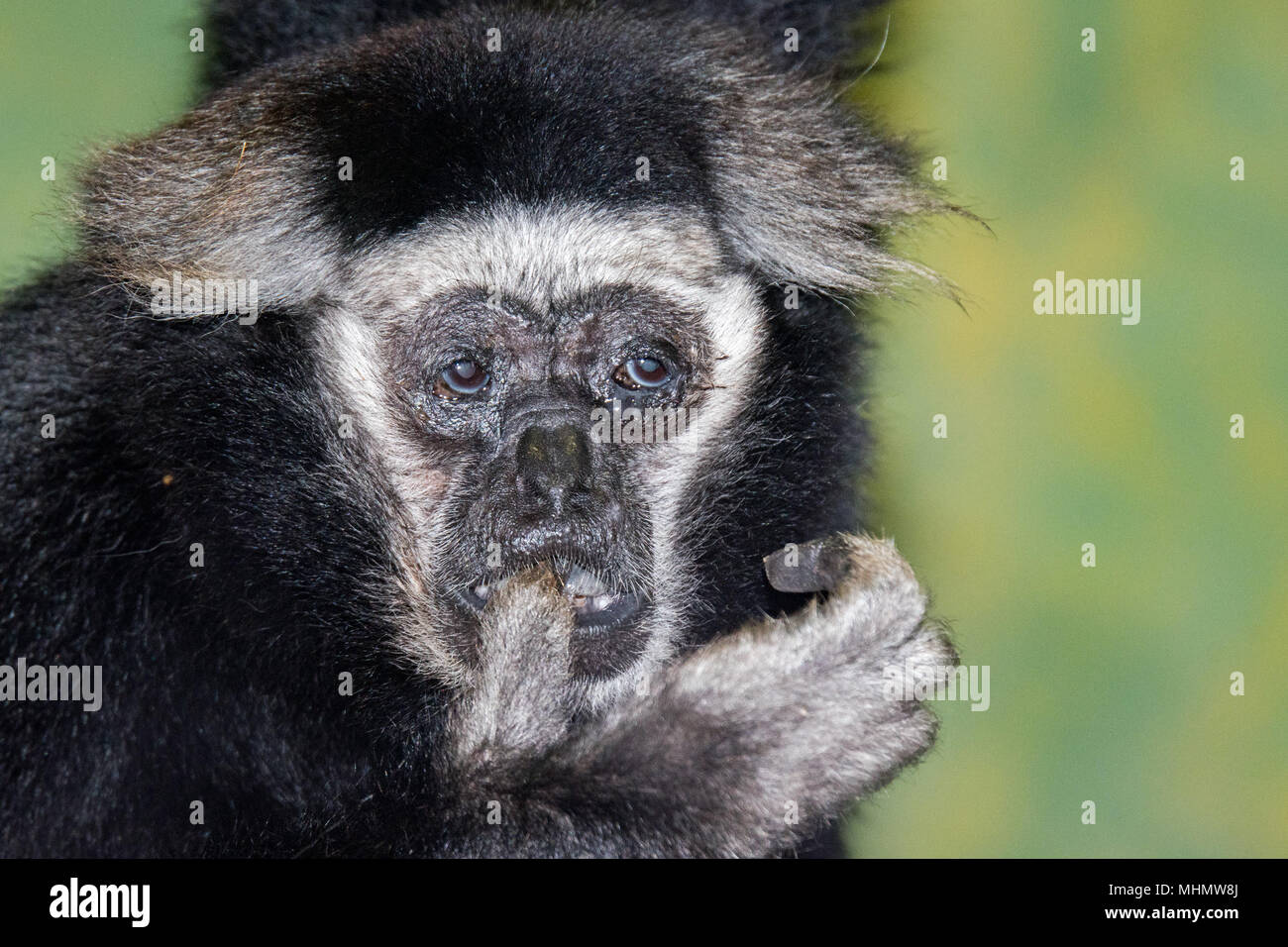 Weiße und Schwarze capucin Monkey portrait Stockfoto