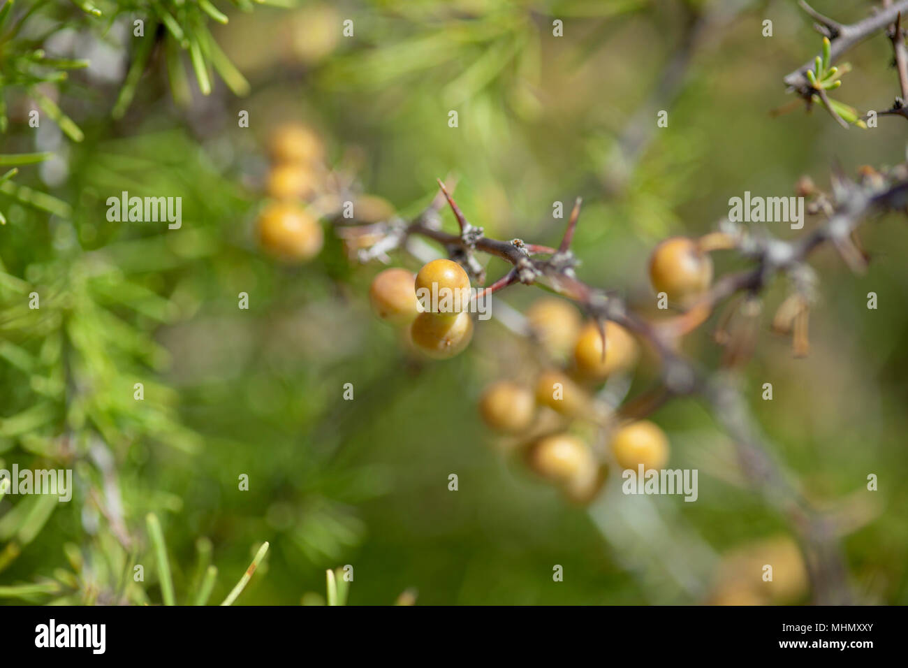 Flora der Kanarischen Inseln - Spargel nesiotes, wilden Verwandten von genießbaren Spargel, gefährdete Arten, endemisch Kanarischen und Savage Islands Stockfoto