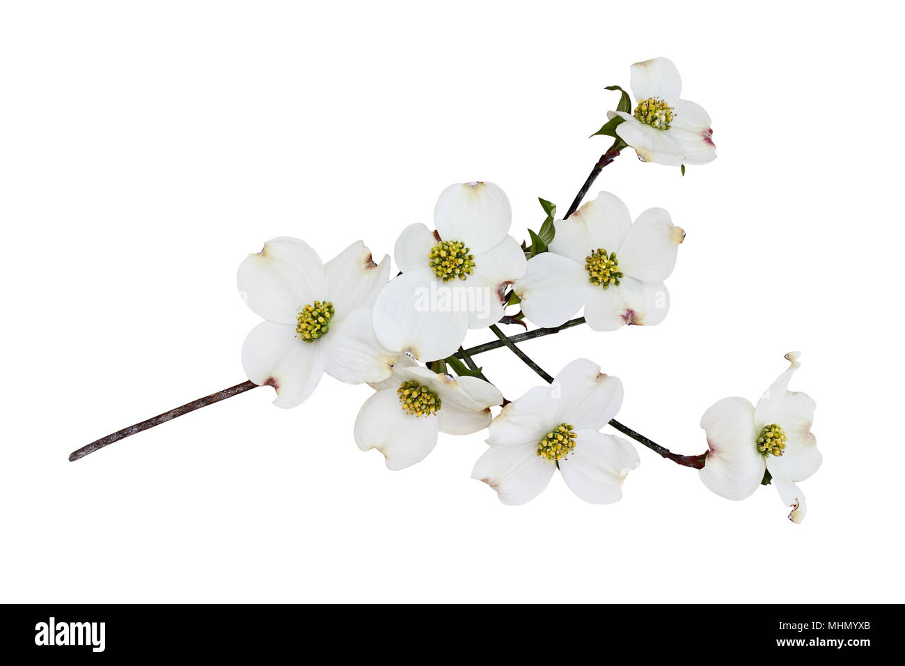 Blühende Hartriegel Blüten und Niederlassung auf dem weißen Hintergrund isoliert. Clipping-Pfad enthalten. Stockfoto