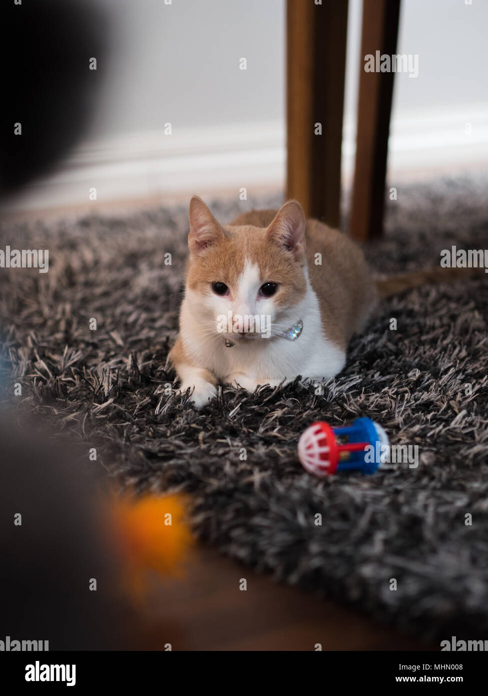 Weiß und orange Katze mit seinem Spielzeug auf weichen, flauschigen Teppich. Stockfoto