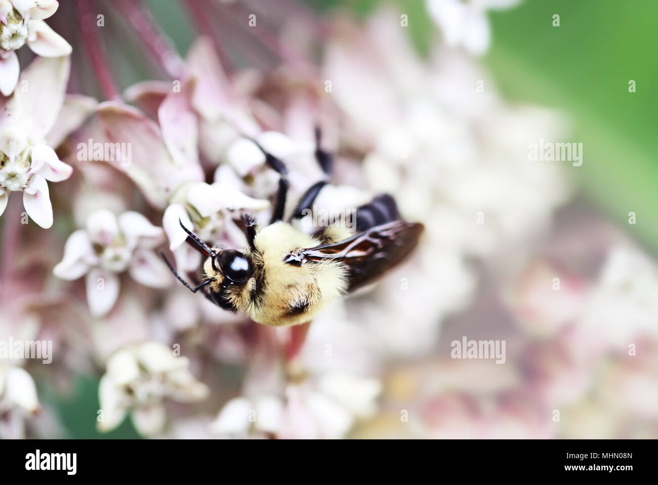 Makro einer Bumble Bee, das aus den Blüten einer milkweed Anlage. Extrem geringe Tiefenschärfe. Stockfoto