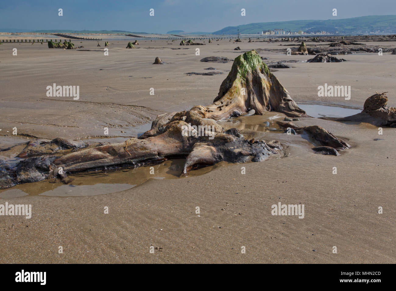 Wald in der Nähe von prähistorischen Borth, Ceredigion, West Wales. Im Jahr 2014 zogen sie nach Stürmen Sand Aufdecken der antiken Stätte, etwa 4,5 bis 6 K Jahre alt. Stockfoto