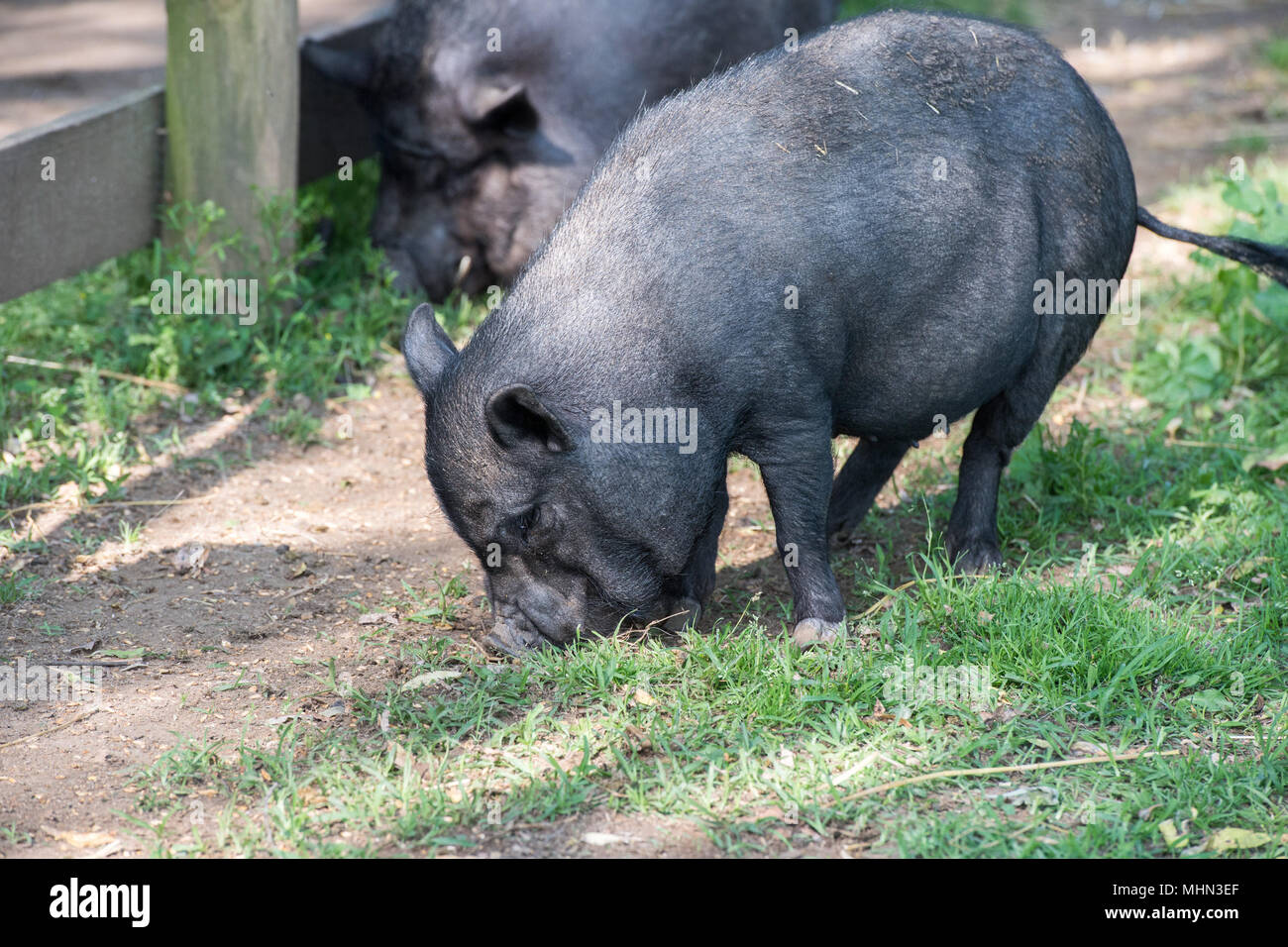 Weibliche riesen Wildschwein essen Brot, Nahaufnahme, Porträt Stockfoto