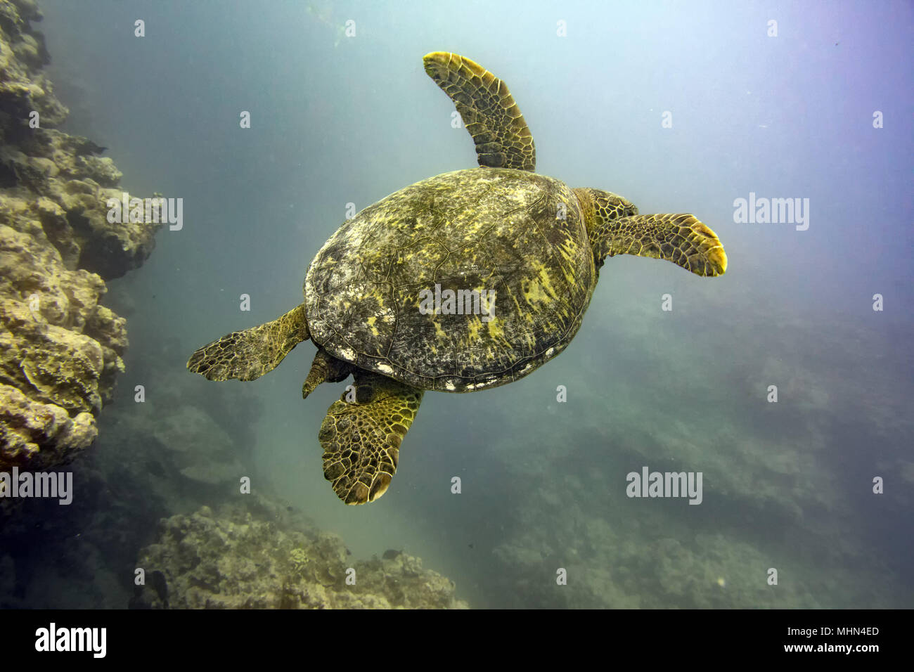 Grüne Schildkröte, die zu Ihnen kommen unter Wasser beim Tauchen Cook Insel Polynesien Stockfoto