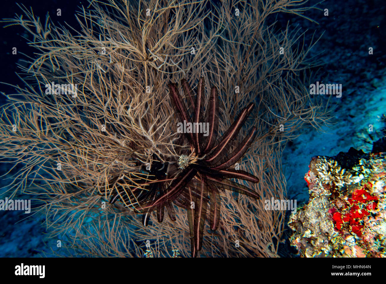 Eine Crinoid in der Nacht öffnete die Arme für Nahrungsmittel in Cebu Philippinen Stockfoto