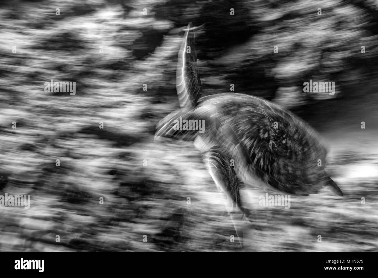 Wirkung Turtle portrait Schließen verschieben, während Sie auf der Suche und Schwimmen in nlack und Weiß Stockfoto