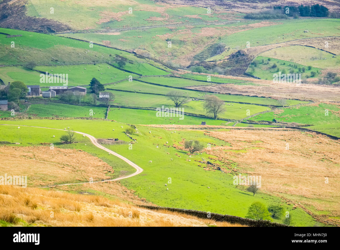 Trockenmauern und raue Moorland in der Staffordshire Moorlands Bereich des Peak District Stockfoto