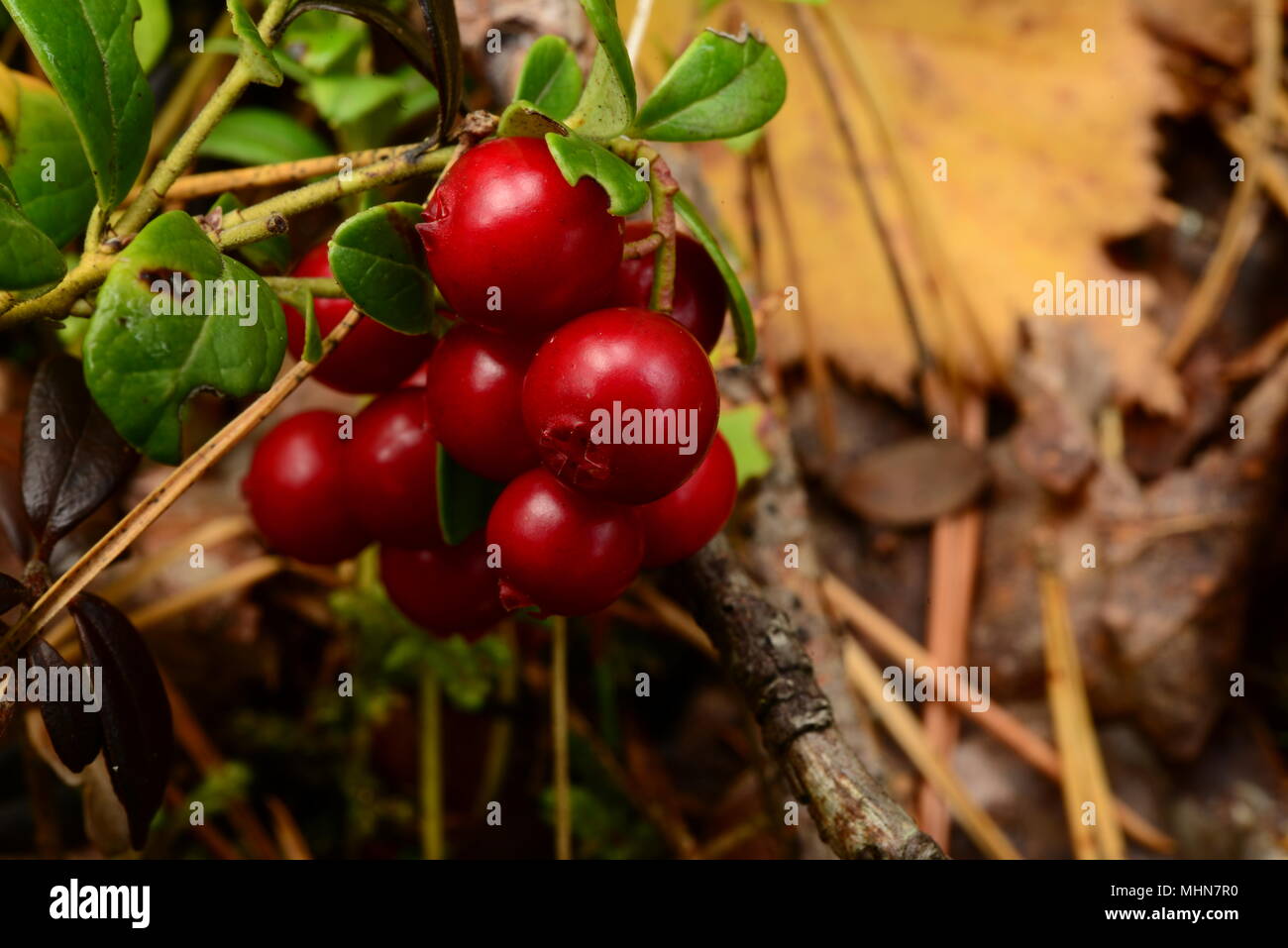 Cowberry bunchberry der rote reife Beeren auf einem Hintergrund der Gefallenen gelbe Blätter Stockfoto