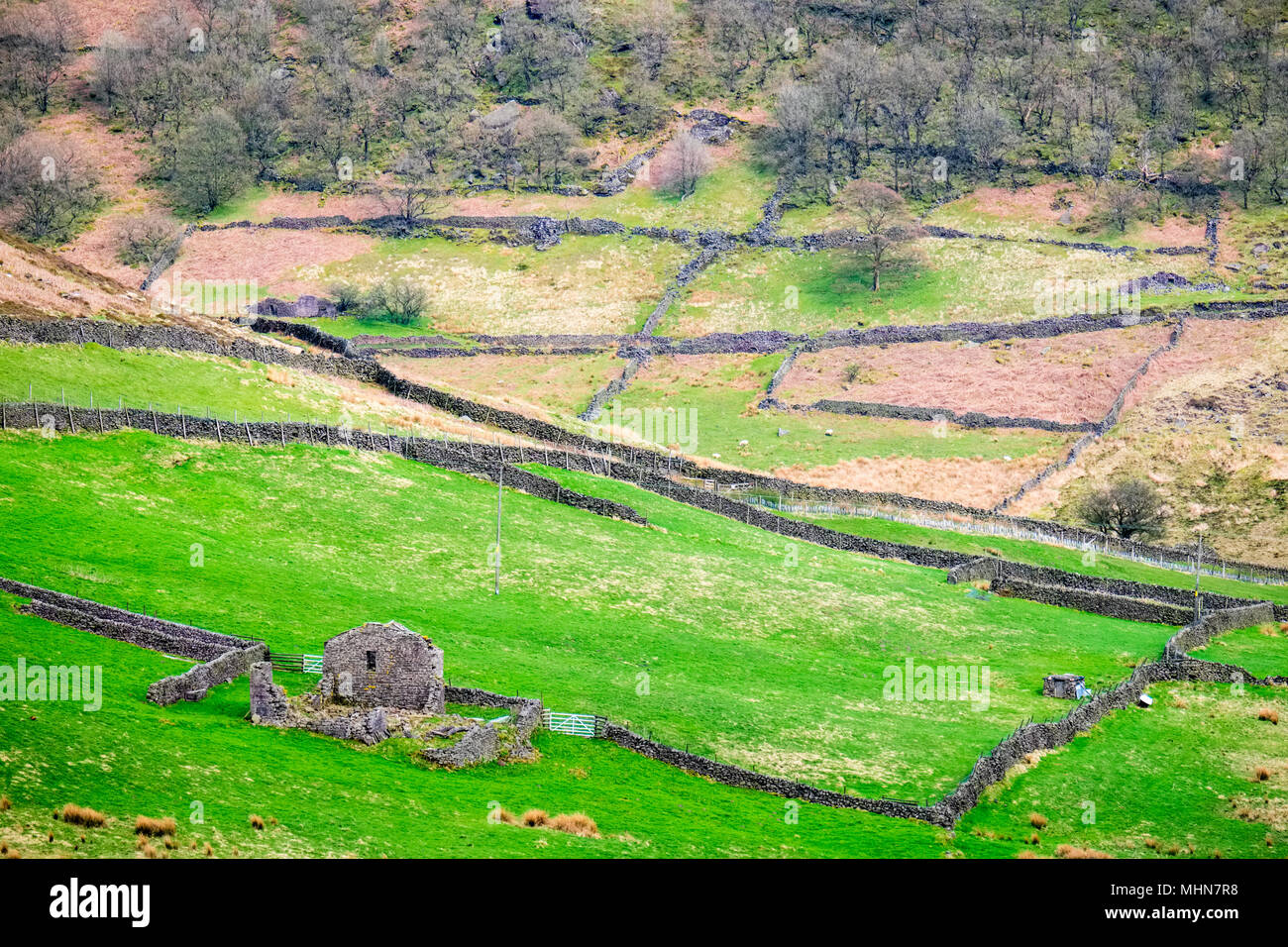 Trockenmauern und raue Moorland in der Staffordshire Moorlands Bereich des Peak District Stockfoto