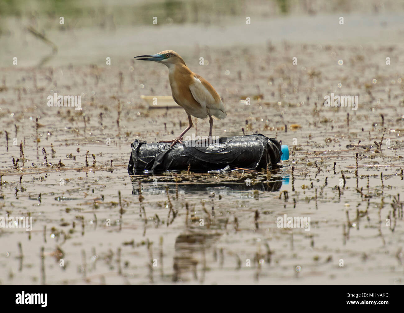 Squacco Heron ardeola ralloides thront auf einer schwimmenden Plastikflasche Verschmutzung auf dem Fluss Wasser Stockfoto