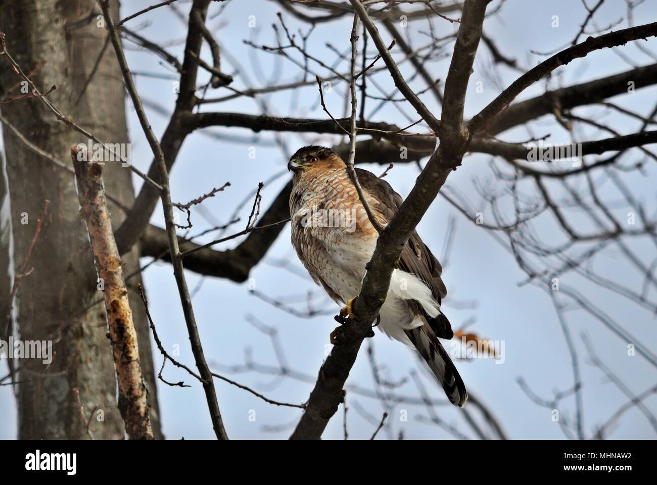 Sharp-Shinned hawk Accipiter striatus Sitzen auf einem Ast Stockfoto