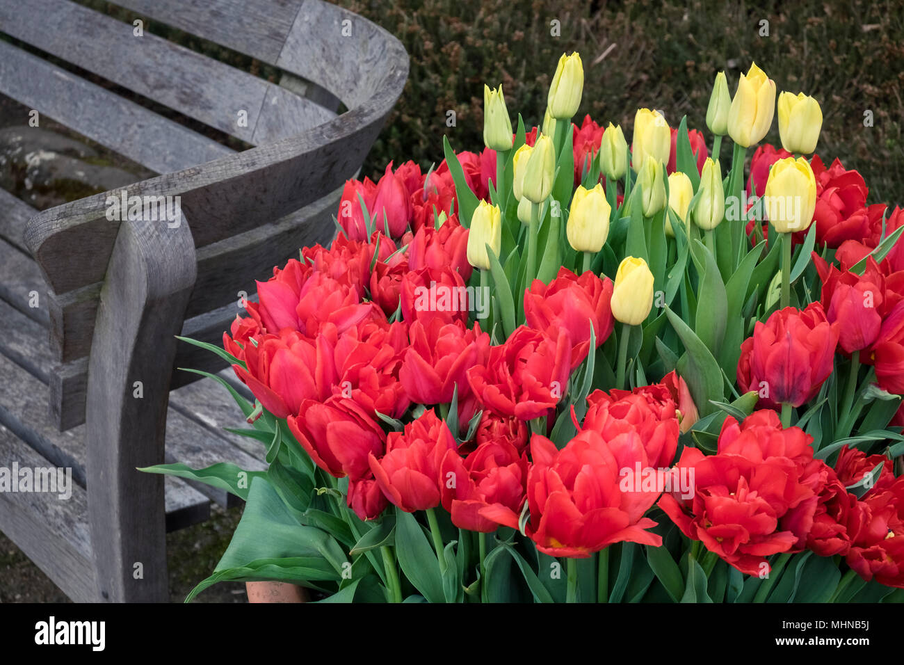 Anzeige von Tulipa blumen Lachs Dynastie (Gelb) und Tulipa Abba (rot), in einem Container Topf, April, England, Großbritannien Stockfoto