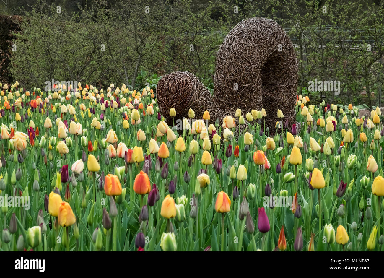 Eine Vielzahl von verschiedenen farbigen Frühling blühende Tulpen in einem Englischen Garten, April, Großbritannien Stockfoto