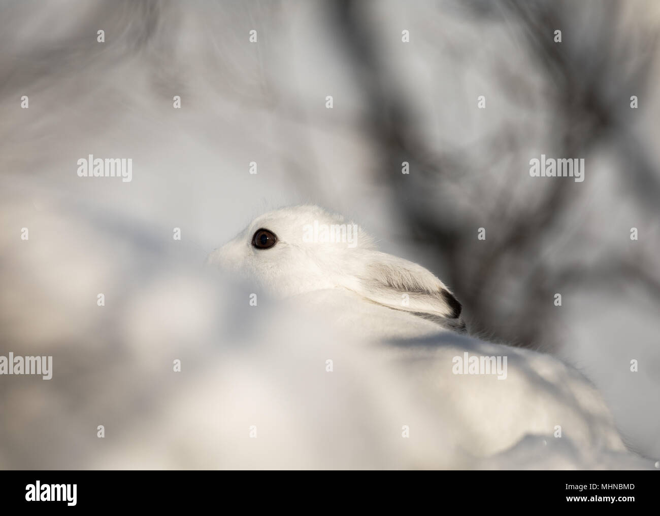 Der Berg hase Lepus timidus, auch als blaue, Tundra, Variable, weiß, Schnee, alpine und Irische Hase bekannt. Hier in seinem Wintermantel, mit weißem Pelz Stockfoto