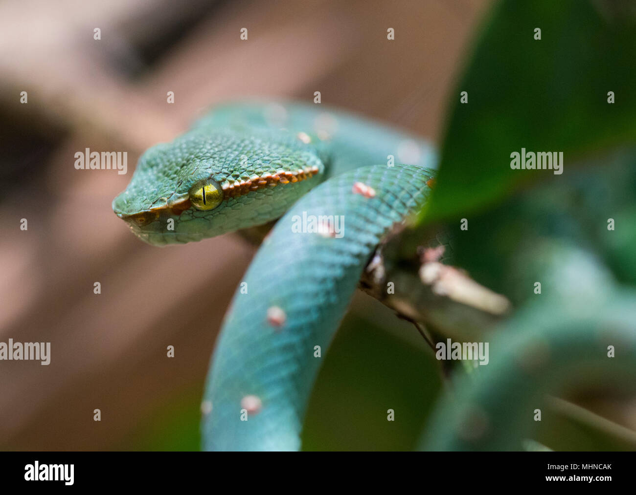 Männliche Wagler's oder Tempel Bambusotter (Tropidolaemus wagleri) saß in einem Baum Khao Sok Nationalpark Thailand Stockfoto