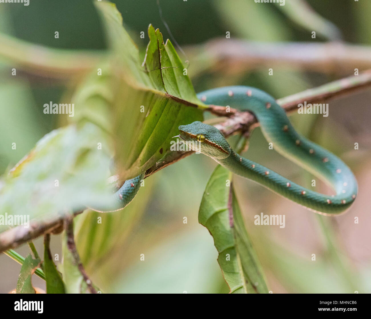 Männliche Wagler's oder Tempel Bambusotter (Tropidolaemus wagleri) saß in einem Baum Khao Sok Nationalpark Thailand Stockfoto