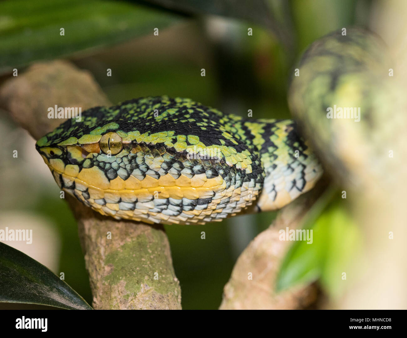 Weibliche Wagler's oder Tempel Bambusotter (Tropidolaemus wagleri) saß in einem Tree Phuket Thailand Stockfoto