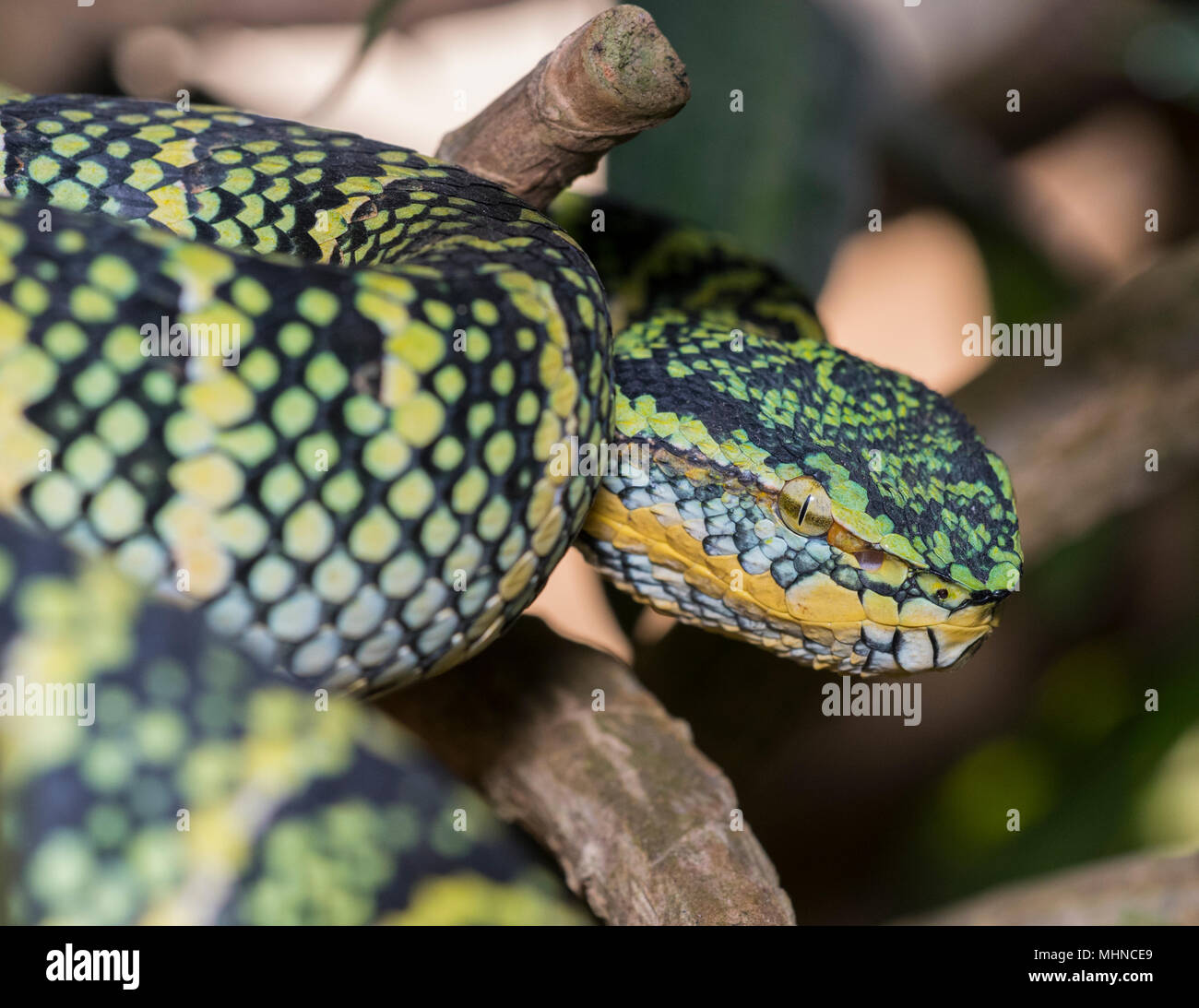 Weibliche Wagler's oder Tempel Bambusotter (Tropidolaemus wagleri) saß in einem Tree Phuket Thailand Stockfoto