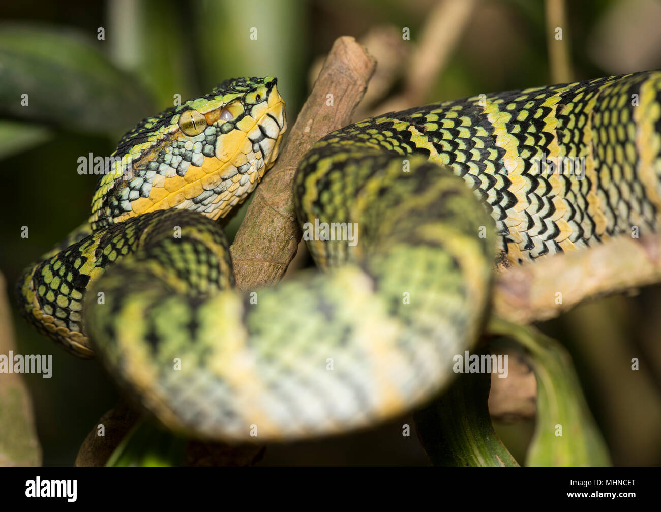 Weibliche Wagler's oder Tempel Bambusotter (Tropidolaemus wagleri) saß in einem Tree Phuket Thailand Stockfoto