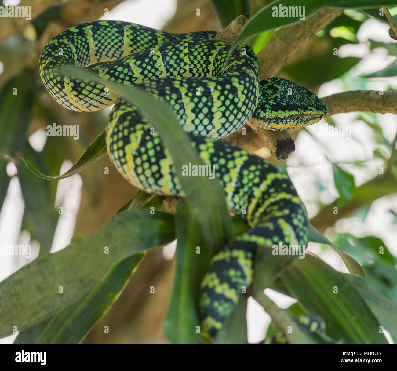 Weibliche Wagler's oder Tempel Bambusotter (Tropidolaemus wagleri) saß in einem Tree Phuket Thailand Stockfoto