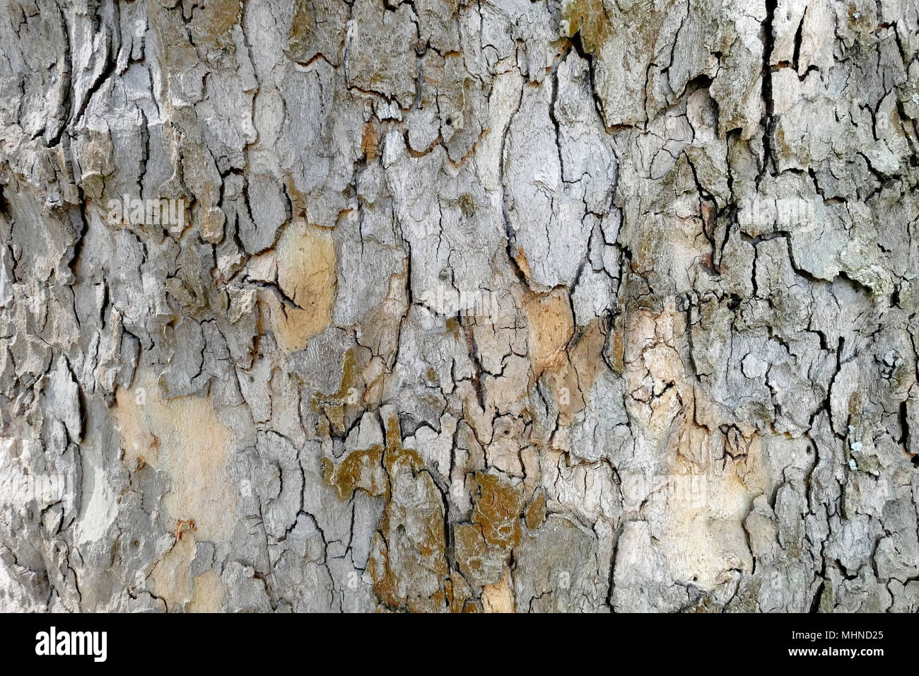 Platane Rinde (platanus) full frame Hintergrund. Stockfoto