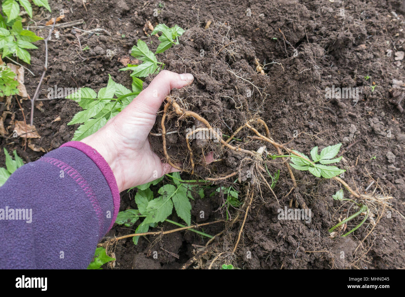 Ausgraben, Boden (Aegopodium podagraria) älteren Wurzelstöcke Wurzeln aus dem Garten Grenze Stockfoto