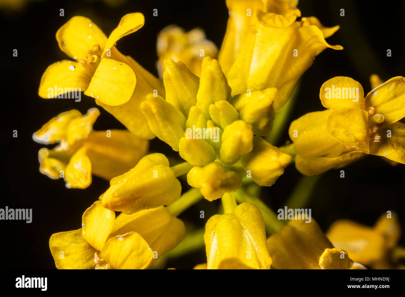 In diesem Frühjahr wildflower Bloom ist in der Makrofotografie Bild gesehen. Stockfoto