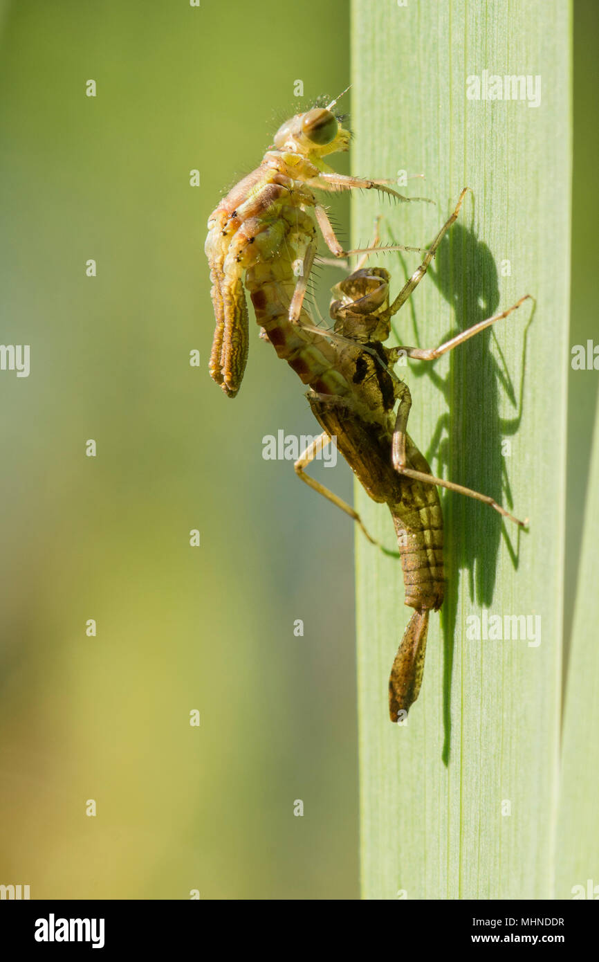 Serie 7 von 13, große, rote damselfly, Pyrrhosoma nymphula, Larve, Larven, unreife Erwachsene emerging, Sussex, UK, April Stockfoto