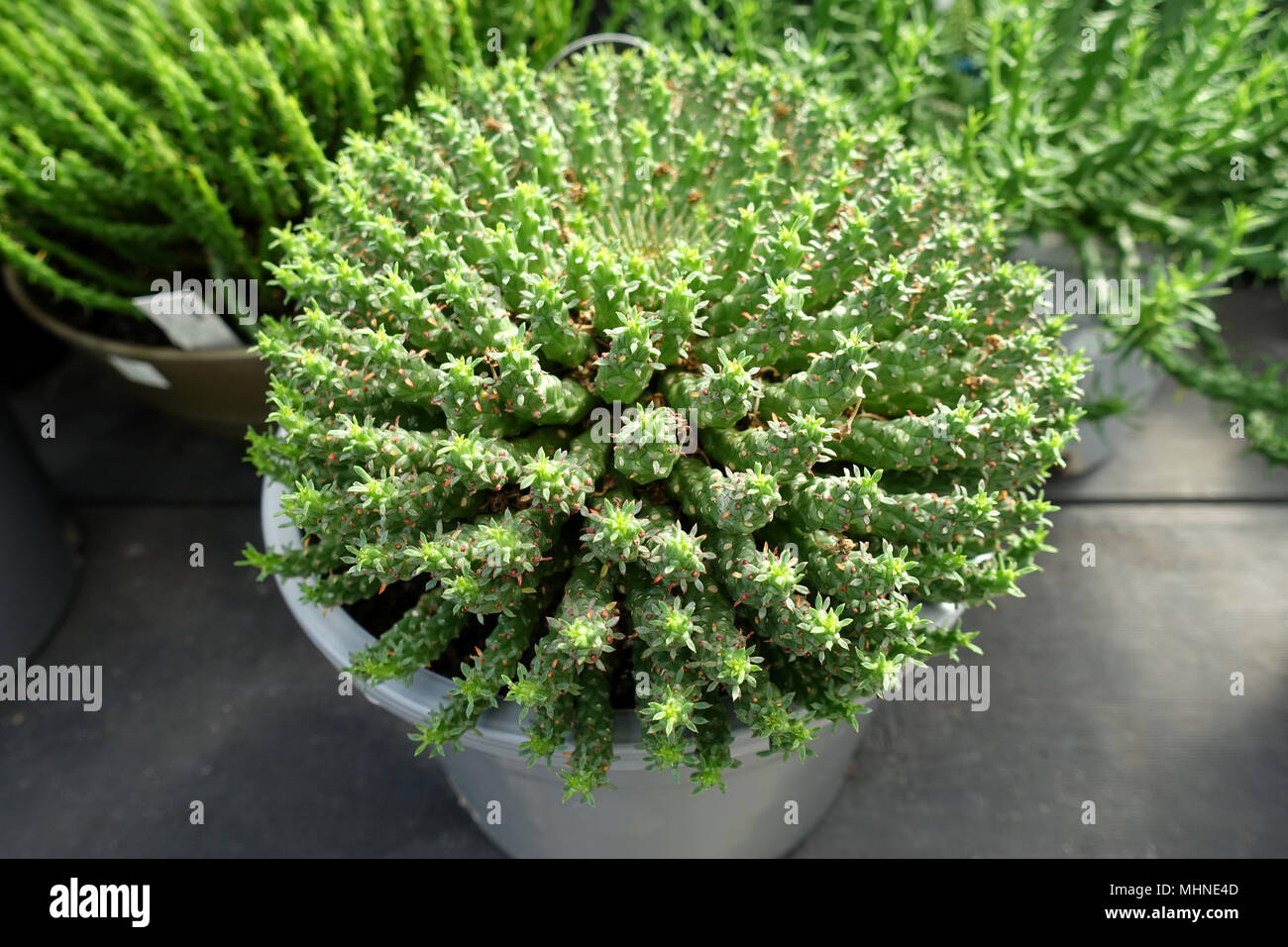 Euphorbia flanaganii oder als Medusenhaupt bekannt Stockfoto