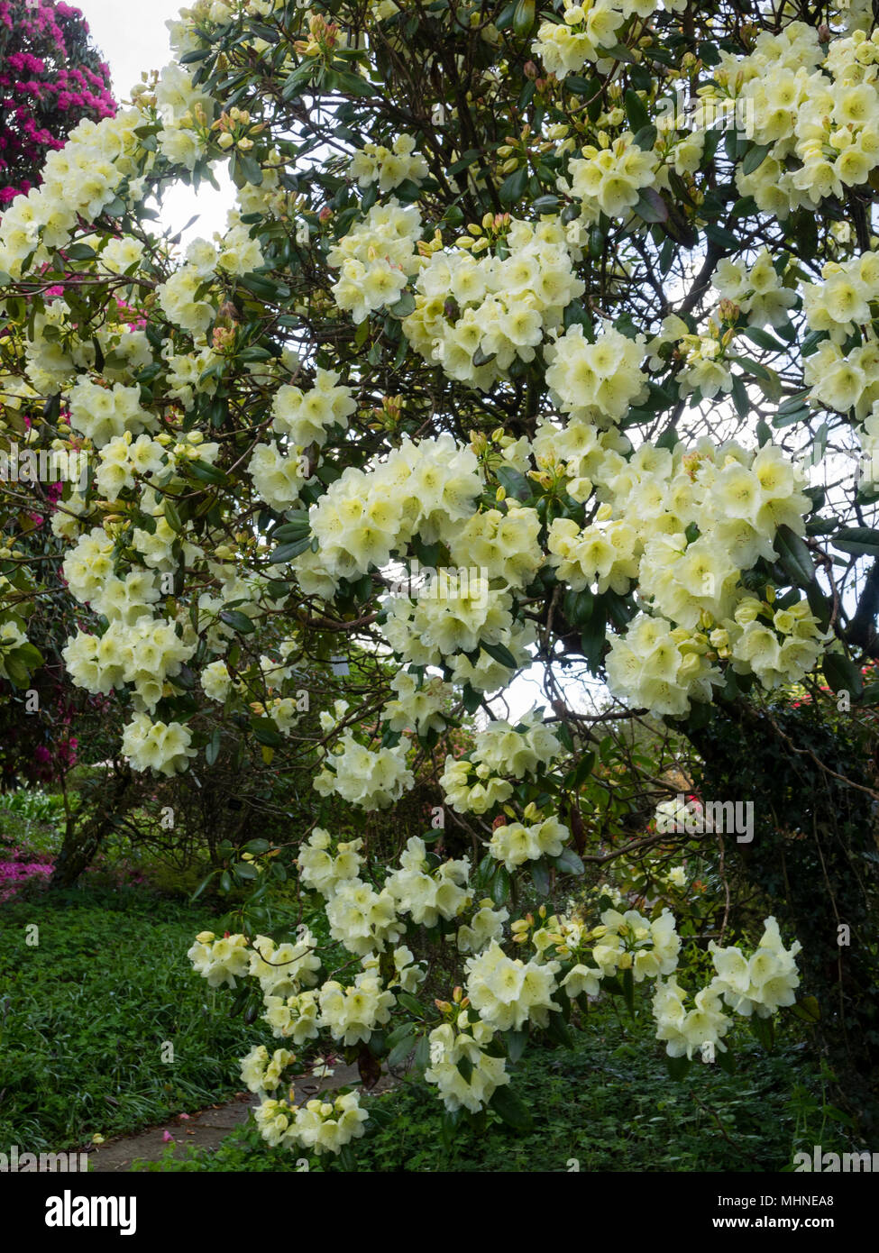 Massierte cremefarbene Blüten des immergrünen Rhododendrons, Rhododendron 'Katherine Fortescue' Stockfoto