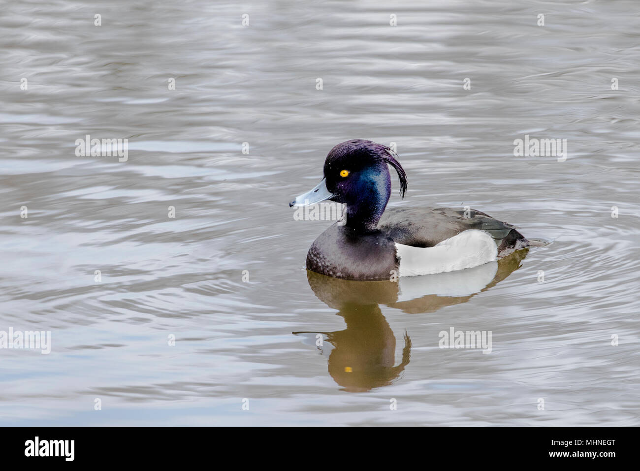 Eine einzelne männliche Reiherente Stockfoto