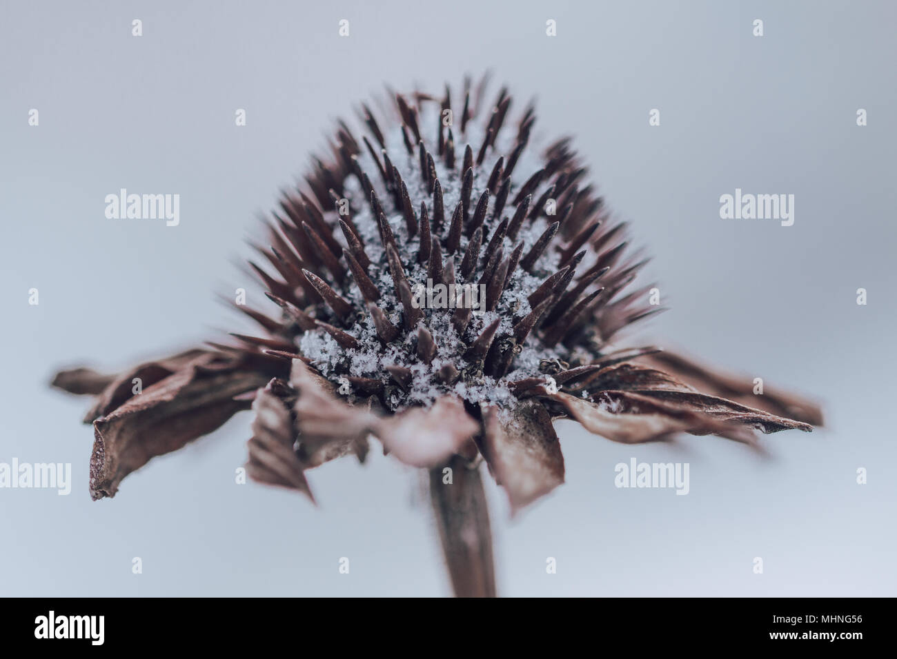 Eine getrocknete Echinacea Blume im Winter auf verschwommenen Hintergrund. Nahaufnahme eines Coneflower durch Schimmel mit Schnee auf betroffen. Stockfoto