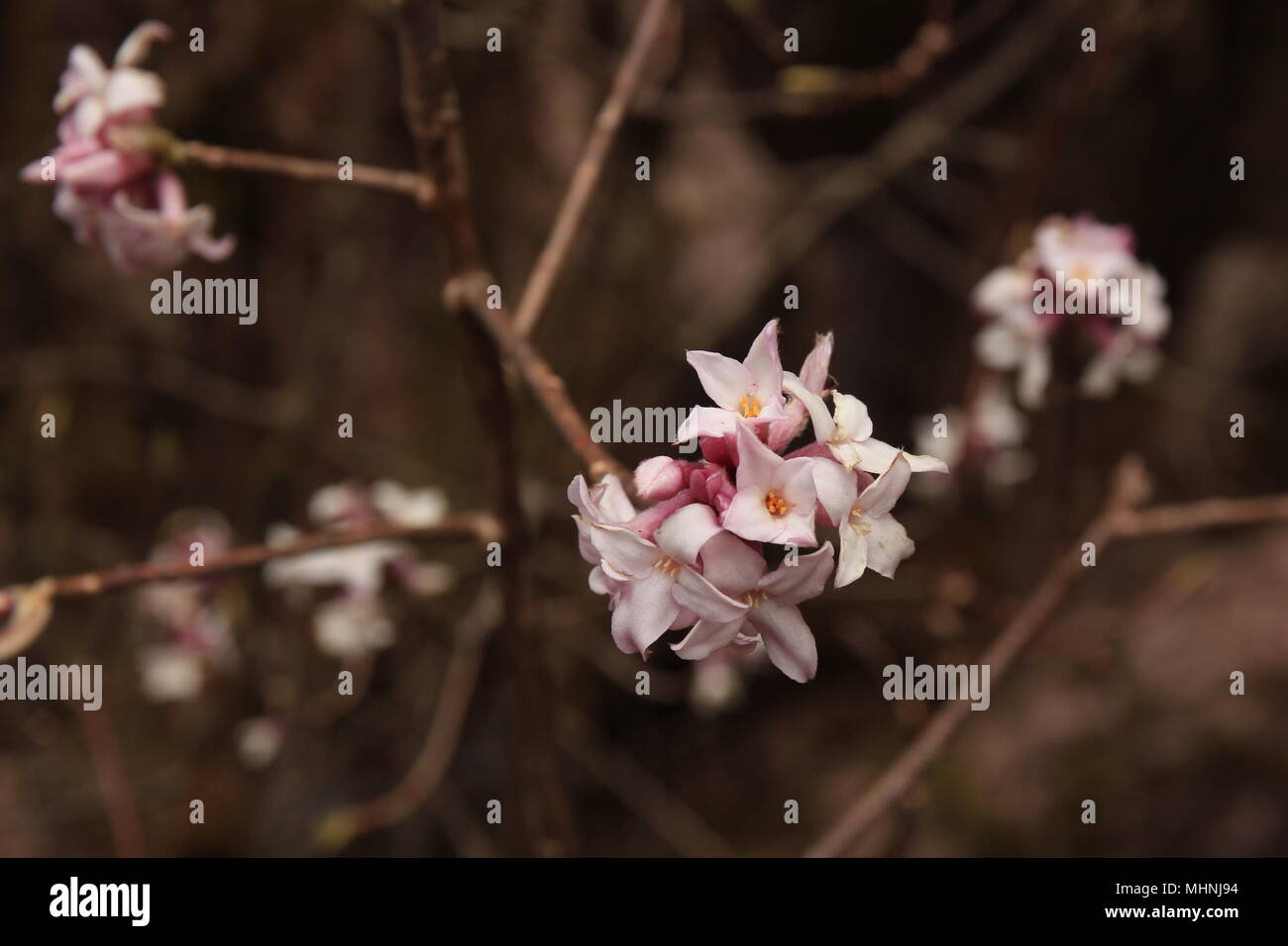 Stark Riechende Blumen Stockfotos und bilder Kaufen Alamy
