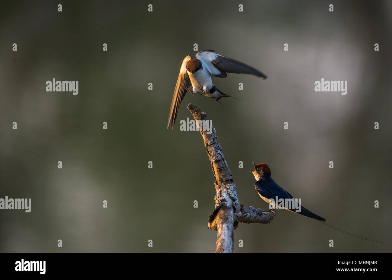 Eine Schwalbe Vogel versuchen, weg zu erschrecken, ein anderes über das Land Stockfoto