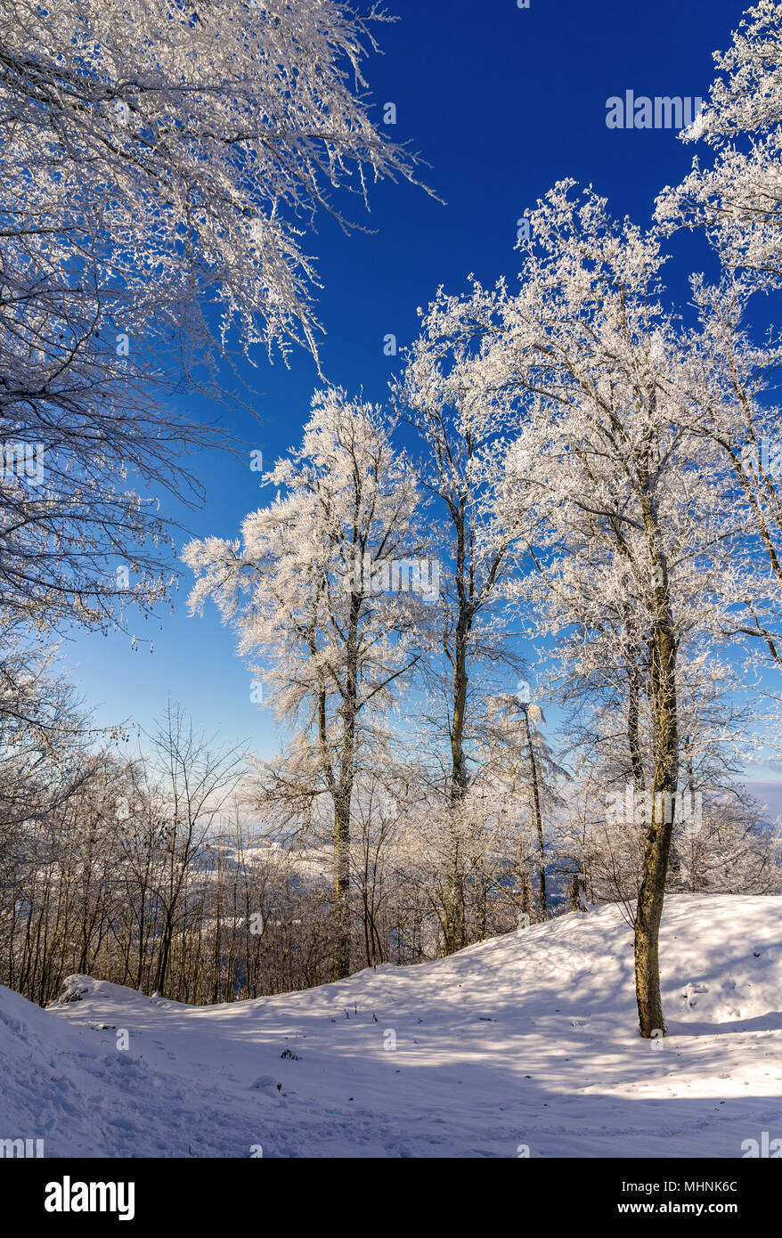 Bäume auf dem Uetliberg in Zürich - Schweiz Stockfoto