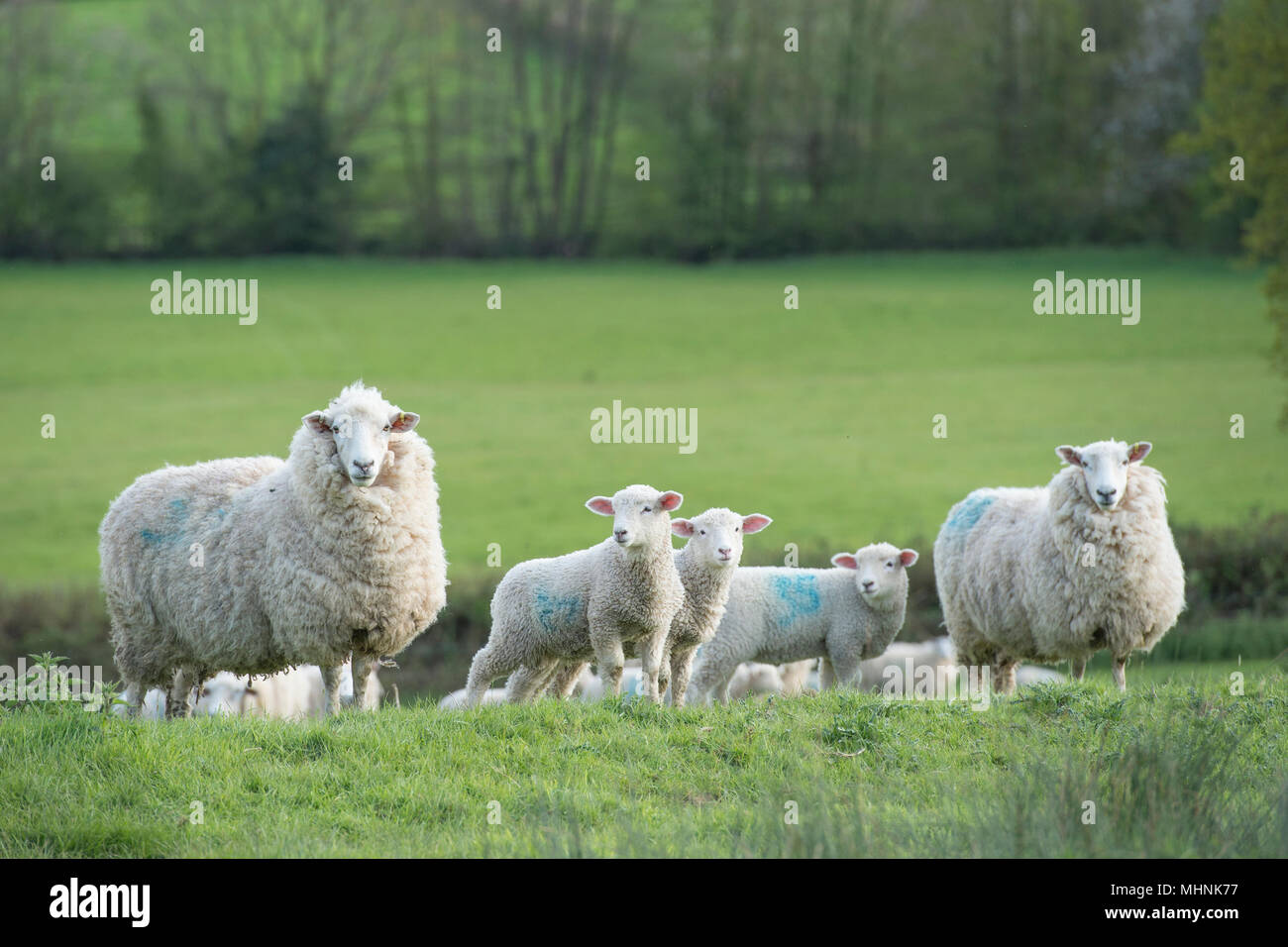 Schafe und Lämmer in der Landschaft Stockfoto