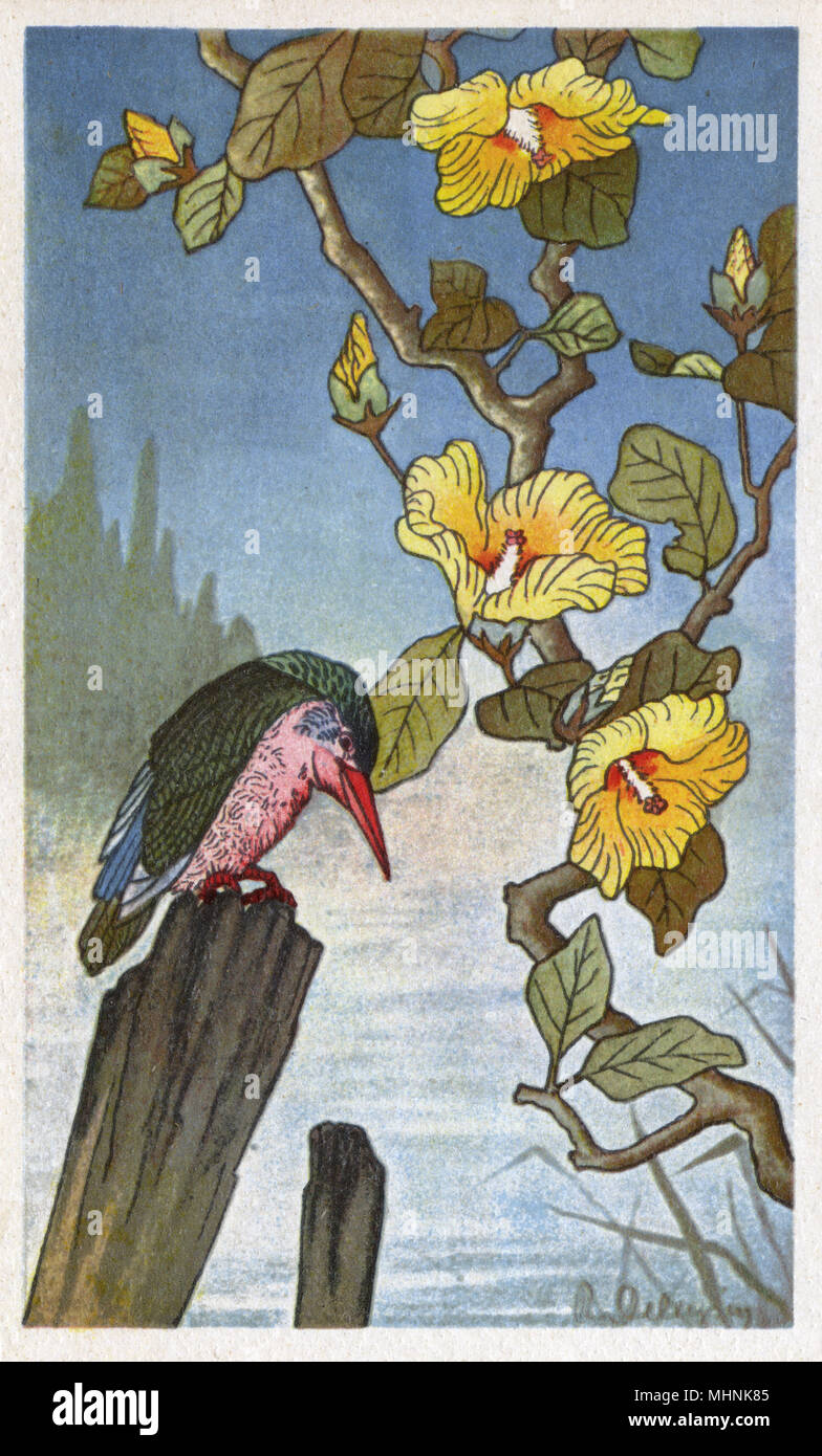 Schweizer veröffentlichten japanischen Holzschnitt Stil Bild - Thema Natur - einen Eisvogel. Datum: ca. 1920 s Stockfoto