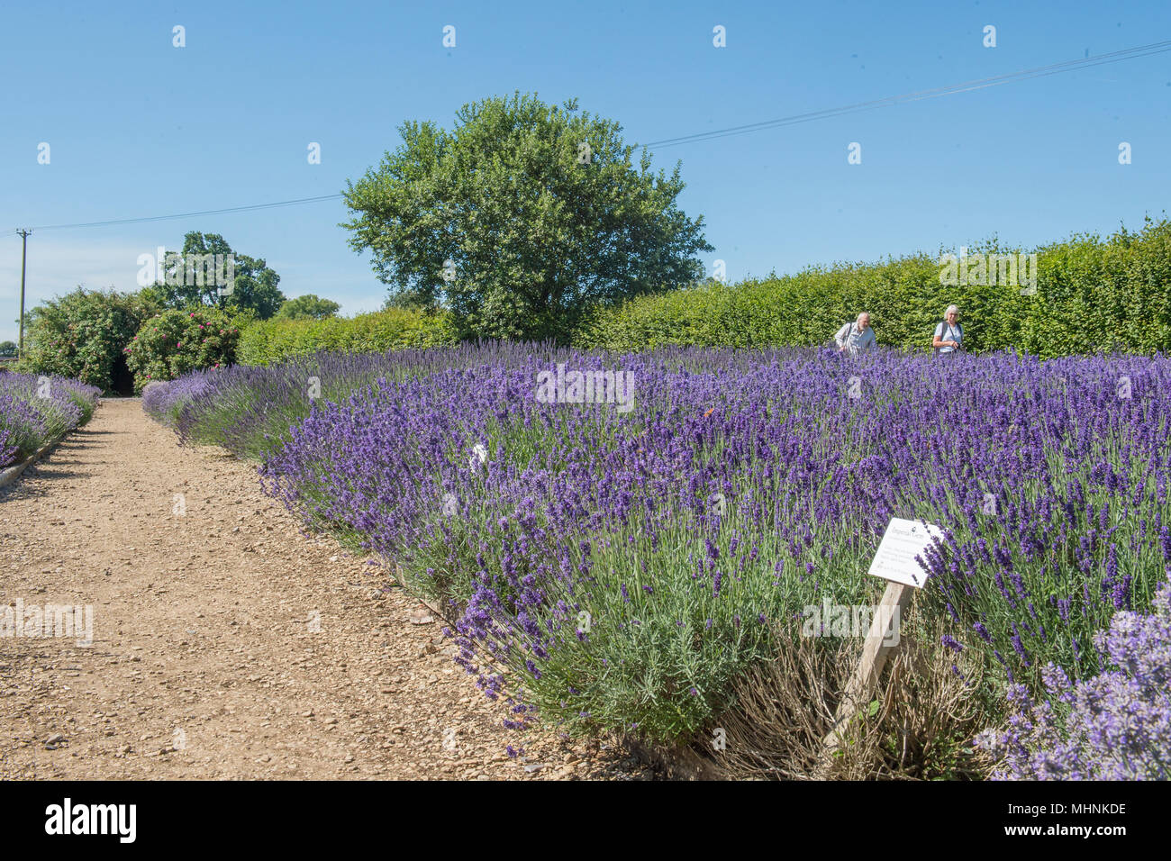 Lavendelfarm Stockfoto