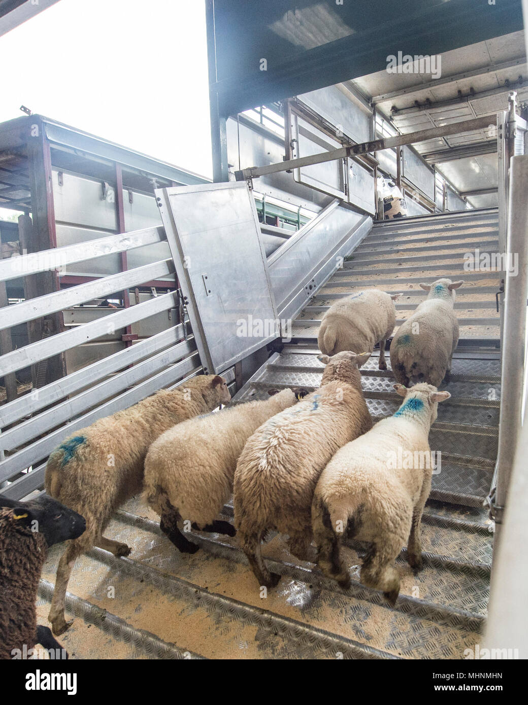 Schafe auf LKW-Verladung für den Transport Stockfoto