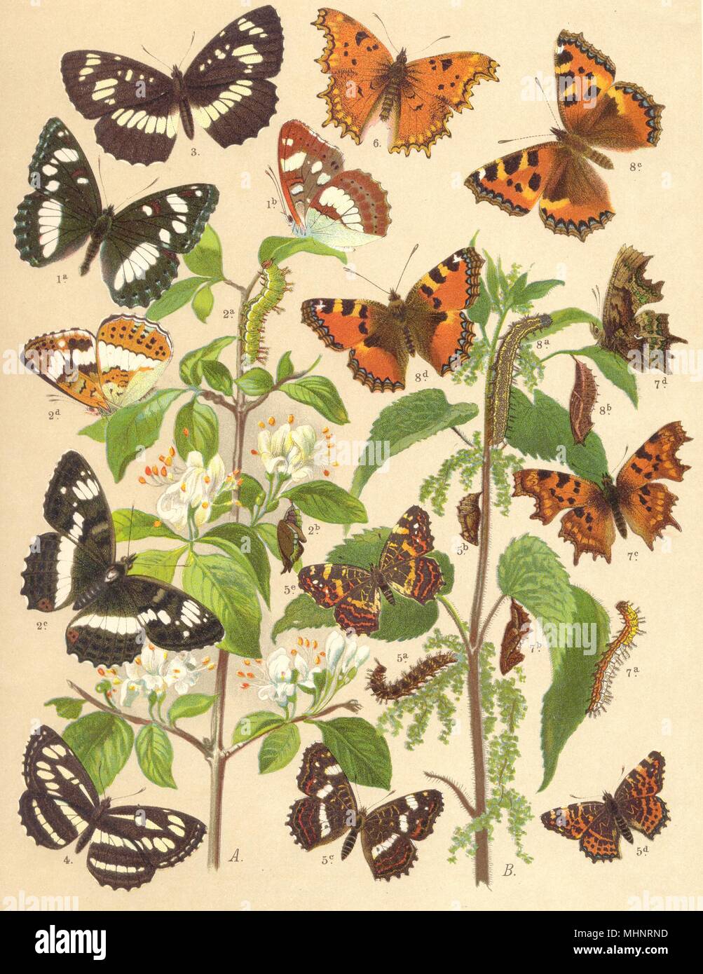 Schmetterlinge. Nymphalidae; Deutsch White Admiral. Seite;. im Mittelmeer; Indische; Map 1903 Stockfoto