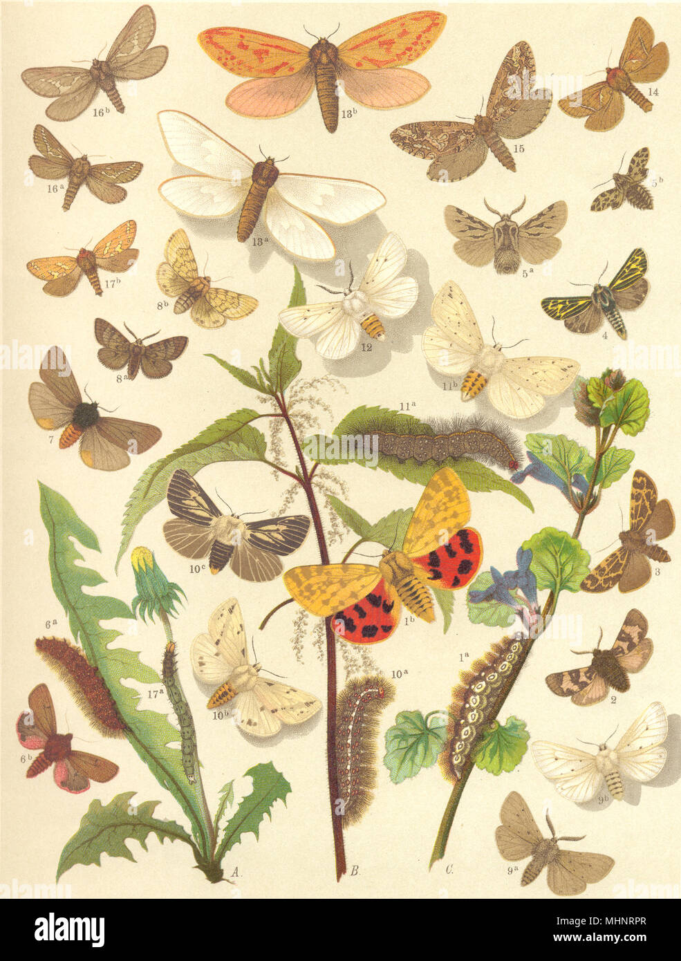 TIGER MOTTEN. Swift, getupft, Alpine, Northern, Ruby, schmuddelig; Musselin; Buff Hermelin 1903 Stockfoto