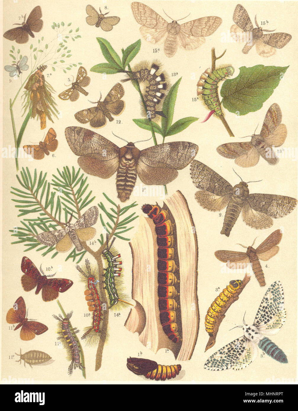 Motten. Bombyces. Knappe Ziege; Holz, Schilf Leopard; Festoon; große Fall 1903 Stockfoto