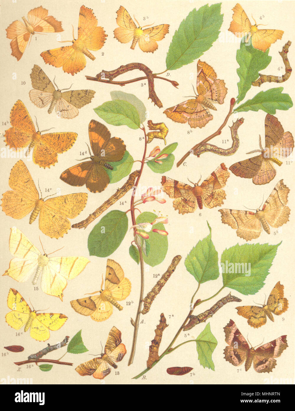 THORN MOTTEN. Geometrae-Loopers; August; Kanarische Inseln - Bund; Sep; früh; Mond; Purpur 1903 Stockfoto