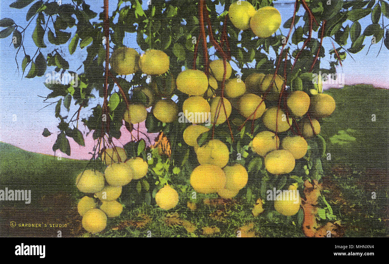 Postkartenheft, Grapefruitgruppe, Texas, USA Stockfoto