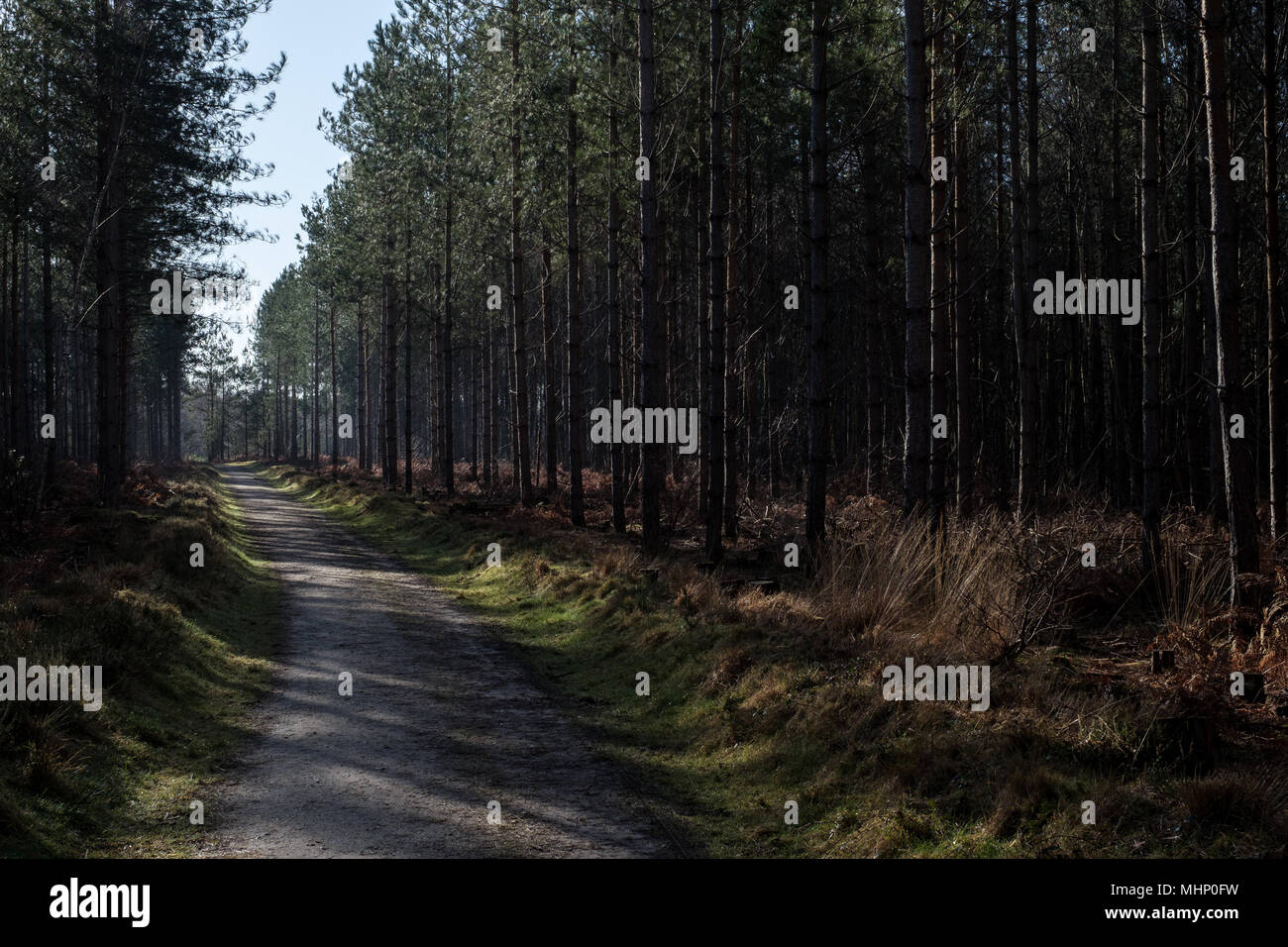 Heide Warren - Bramshill Wald in Hampshire Stockfoto