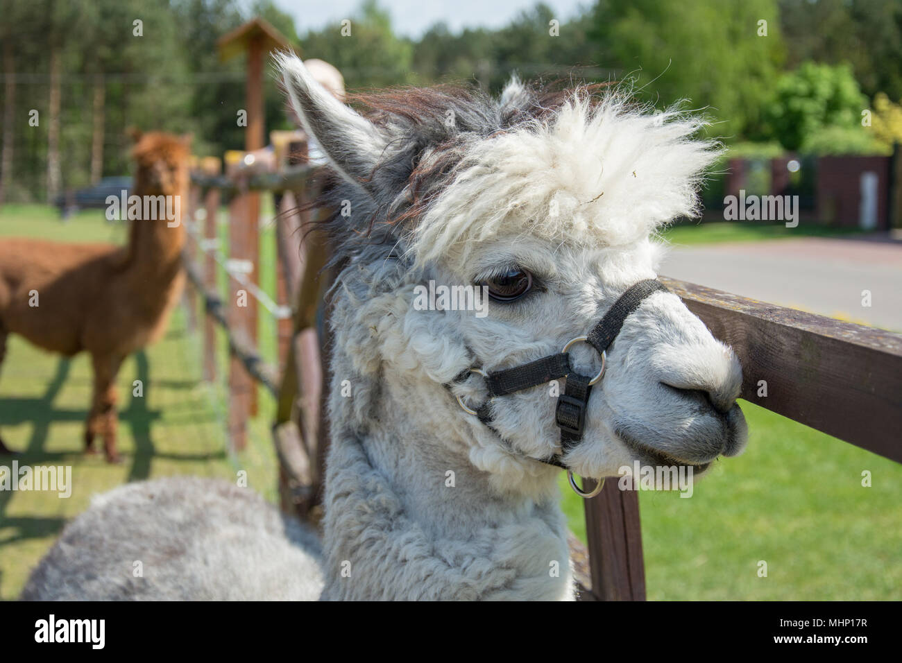 Nahaufnahme eines weißen Alpaca mit großen schwarzen Augen und zarten Schnauze Stockfoto