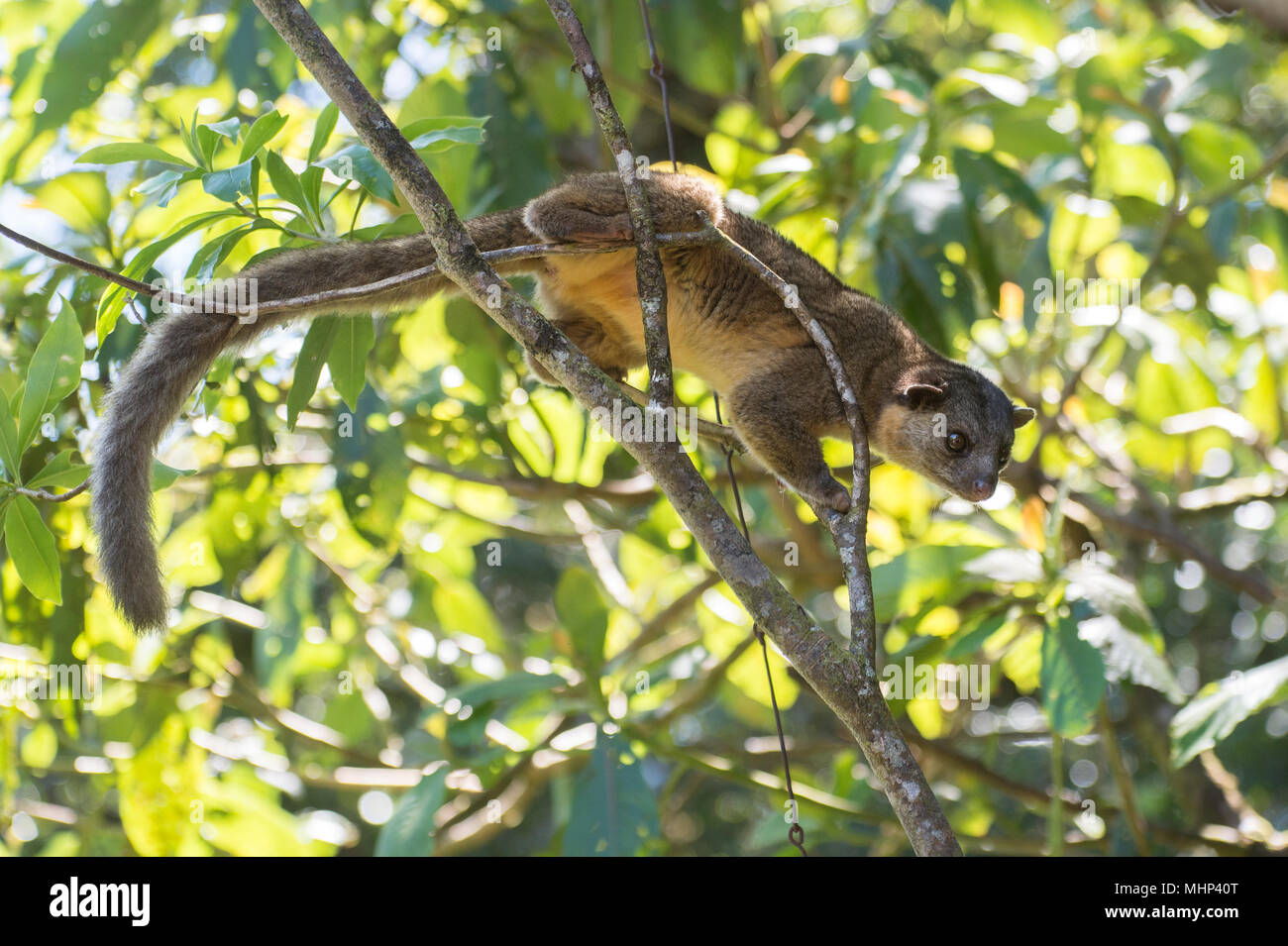 Kinkajou, Potus flavus, Procyonidae, Monteverde Cloud Forest Reserve, Costa Rica, Centroamerica Stockfoto