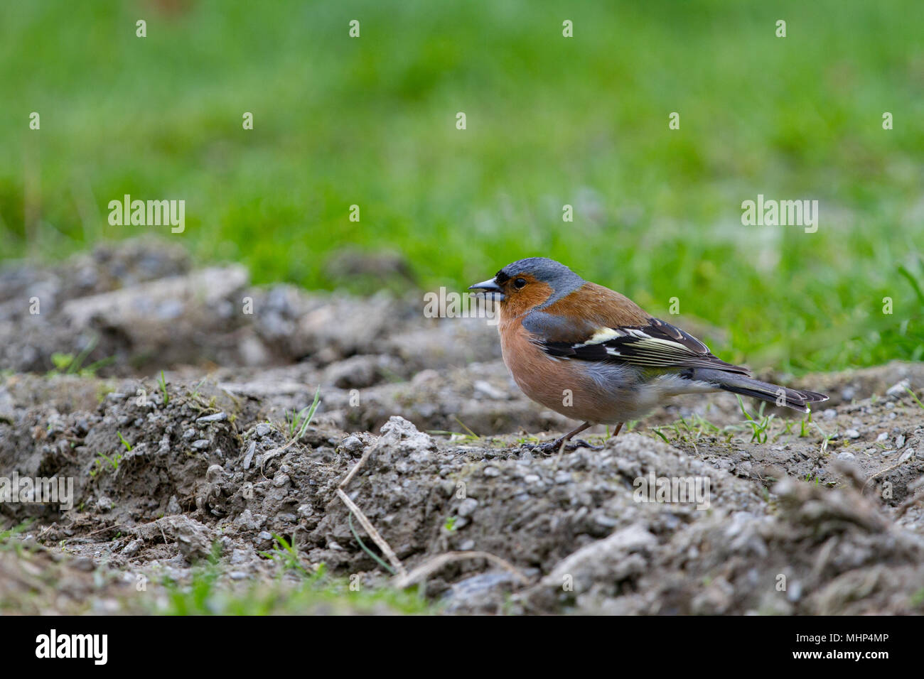 Buchfink. Fringilla coelebs. Einzigen männlichen Erwachsenen auf dem Boden. Powys. Wales Stockfoto